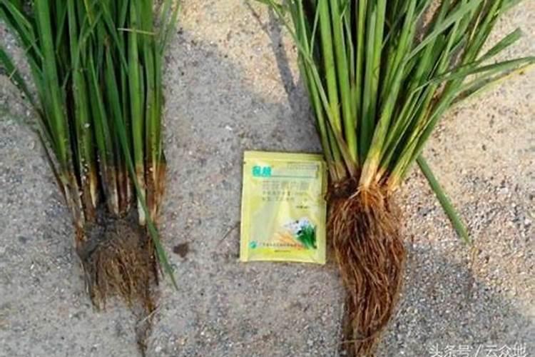 水稻齐穗时打芸苔素可以吗