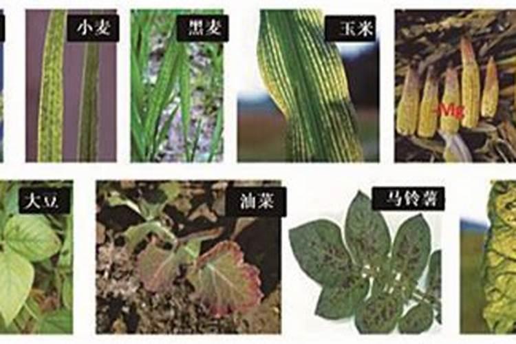 铁兰怎么施肥？