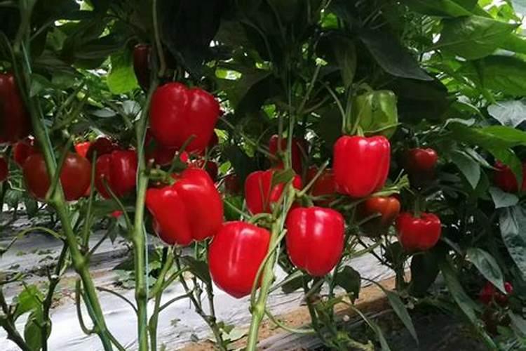 种植辣椒喷醋有什么用 什么时候喷醋好