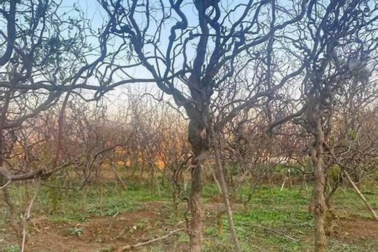 氮肥可以兑水浇花吗