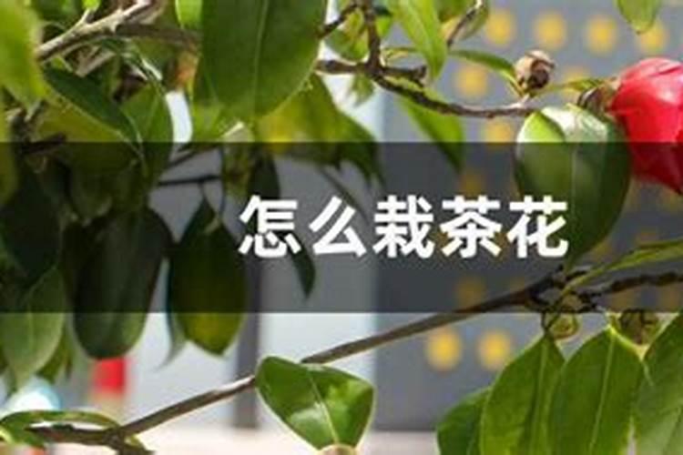 茶花树施什么肥好