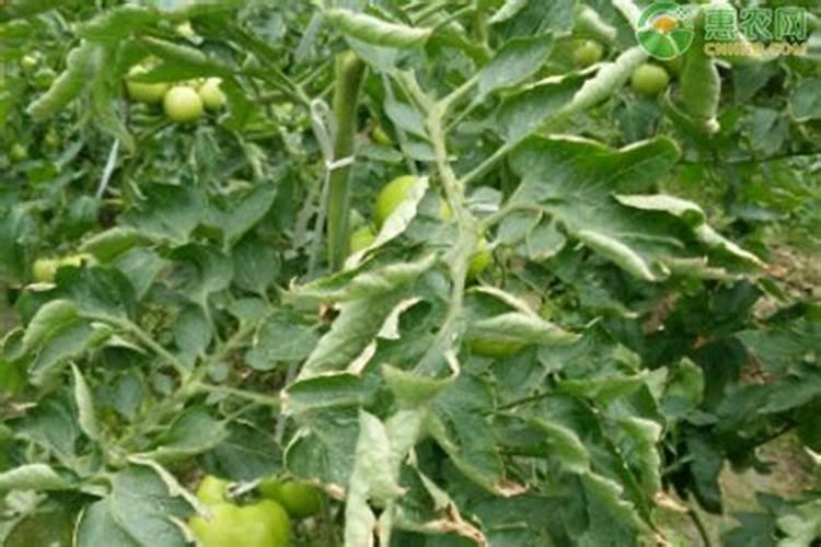 西红柿卷叶是怎么回事怎么治