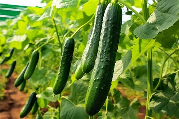 黄瓜定植几天可以打叶面肥