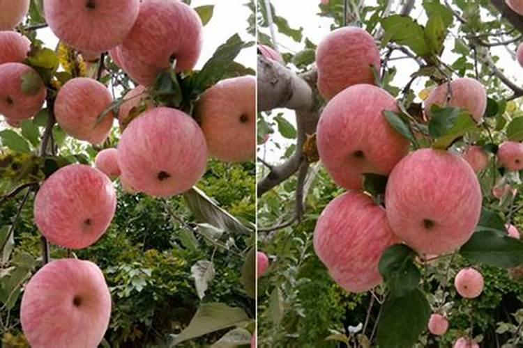 水溶肥每株苹果施多少斤