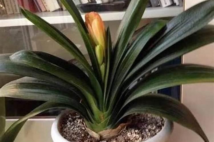 君子兰用什么叶面肥