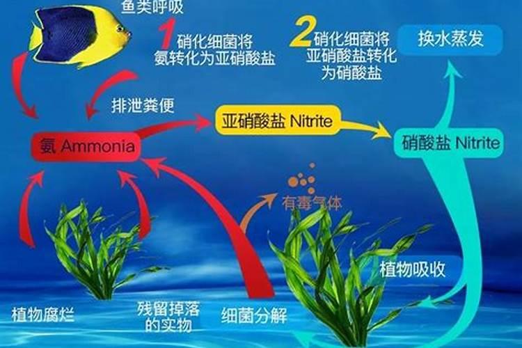 处理蓝藻腐殖酸钠过后需要什么