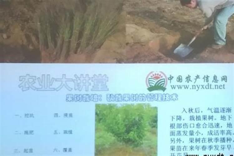 辣椒啥时候喷施芸乐肥好呢