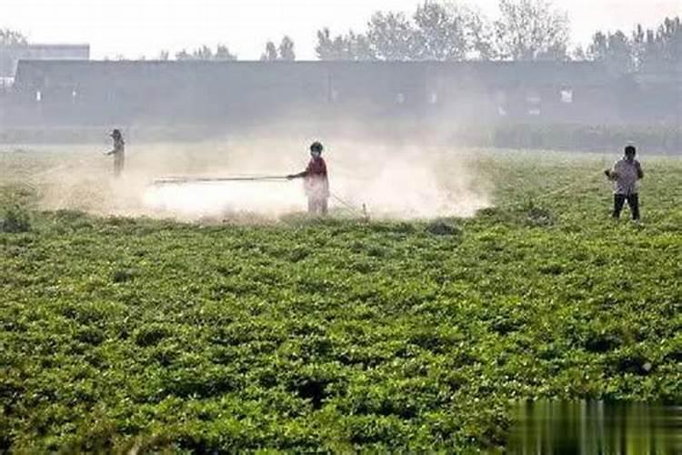 花生叶面肥用什么高产