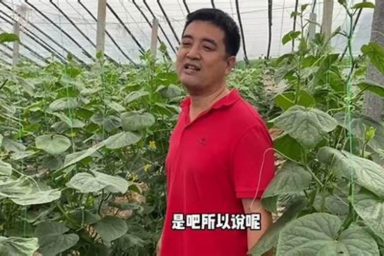 自家种菜怎么除虫,想一直不用化肥和农药,这几种物质必须要有