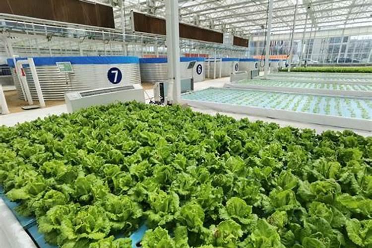 自家种菜怎么除虫 ,想一直不用化肥和农药,这几种物质必须要有