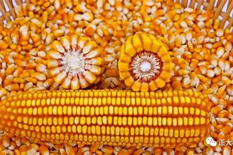 现在玉米冲施肥用什么肥料最好