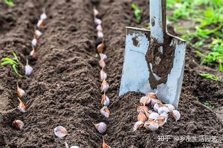 水稻施肥用量多少合适