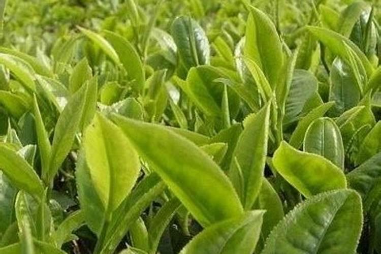 茶叶的用肥方法