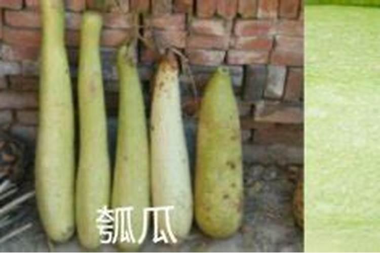 瓠子不开花结果是什么原因