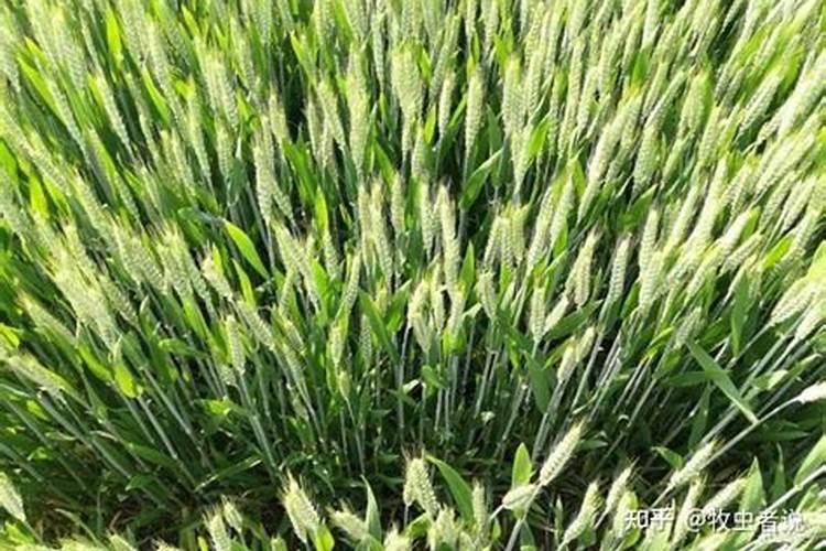 平贝母叶子白是怎么回事？