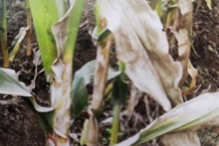 玉米顶腐病图片的防治
