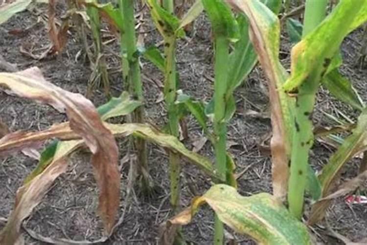 玉米常见病有哪些