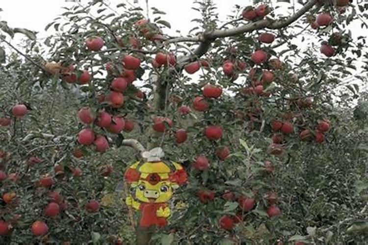 怎样减少皇冠梨鸡爪病怎样防治