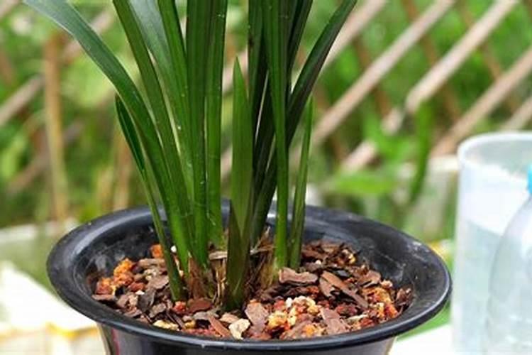 兰花什么时候施氮磷钾？