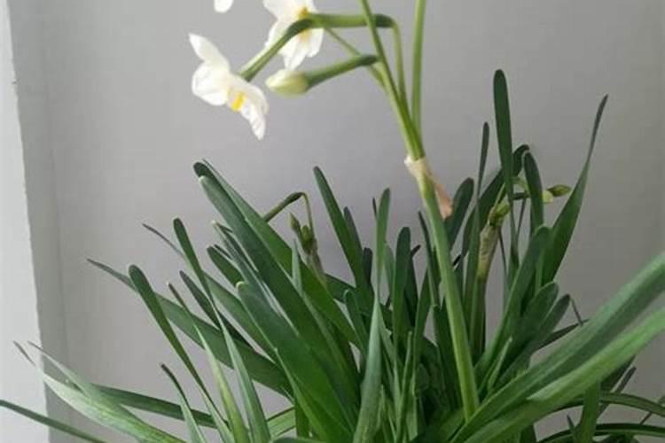 水仙种植方法