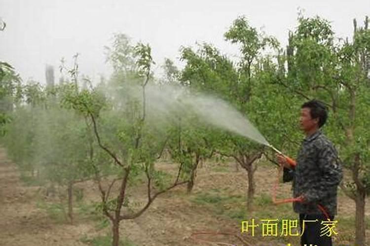 叶面肥什么时间喷好？