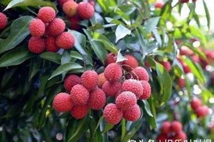 荔枝挂果期追施用什么肥料？荔枝座果期上什么肥料好？