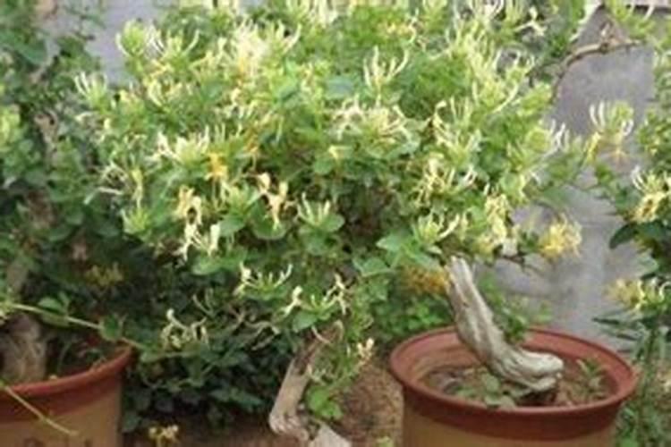 金银花一年四季应该如何施肥？