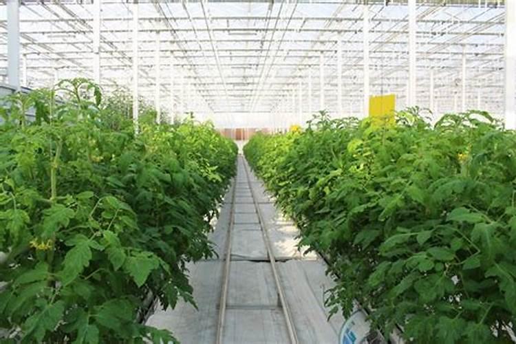 辣椒育苗土为什么要加大氮、磷肥的用量？