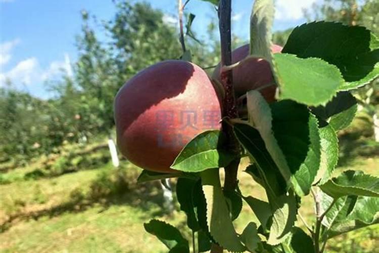 苹果用什么水溶肥好