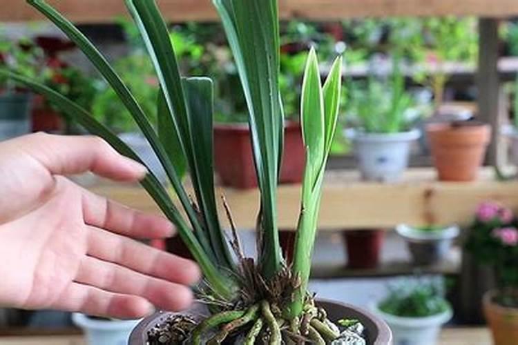 墨兰冬天怎么养,肥水温度需适宜