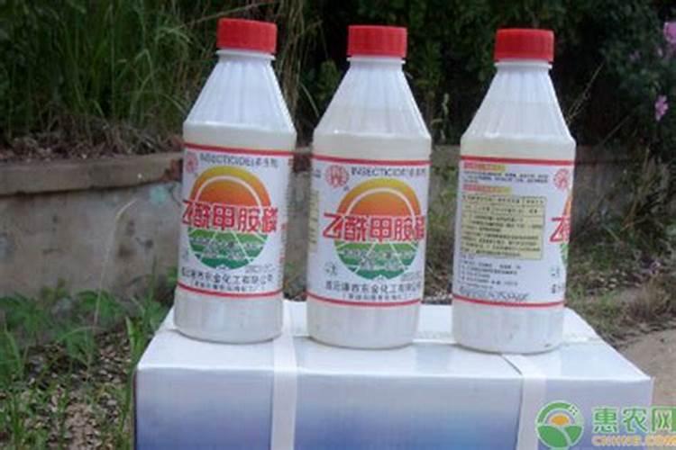 白兰花树怎么种