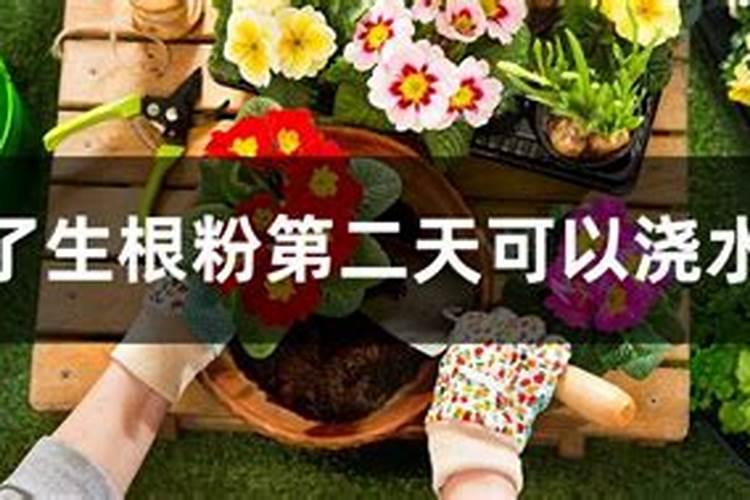 复硝酚钠能兑生根营养液浇茶花吗？