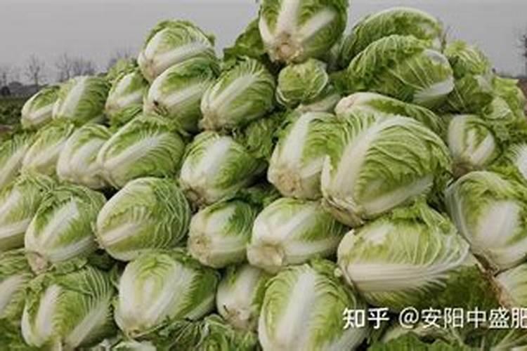 种植大白菜怎样施肥才产量高(种大白菜需要什么底肥)