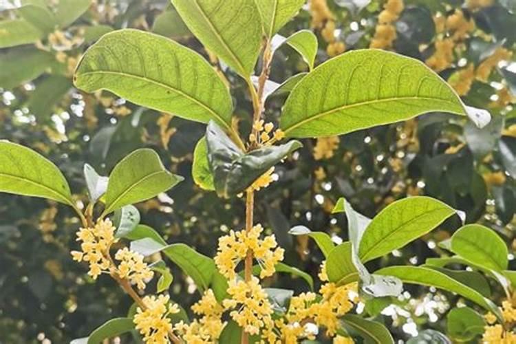 桂花树专用肥有哪些 施肥注意事项