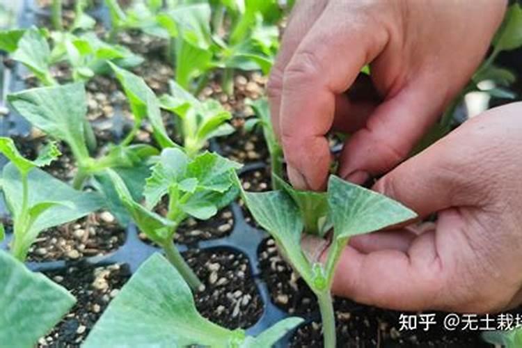 西瓜嫁接一周后可以叶面喷施磷酸二氢钾吗？