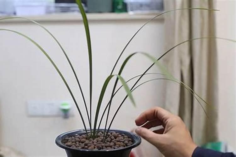 10月份兰花怎么浇水,怎么施肥