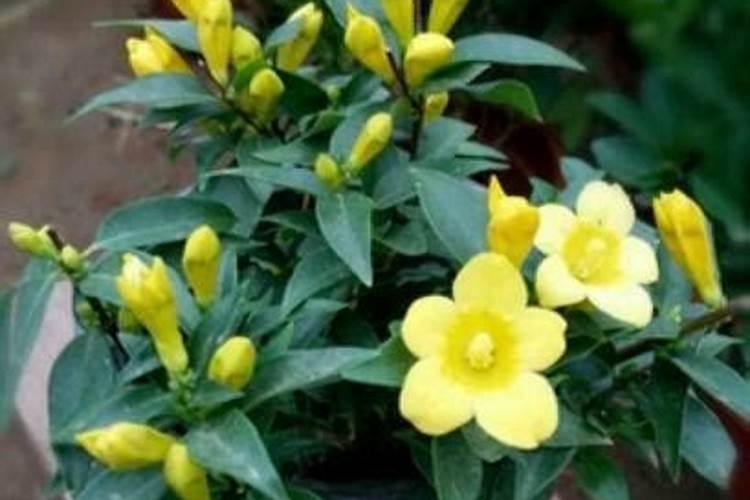 法国香水茉莉的施肥方法 法国香水茉莉怎么施肥
