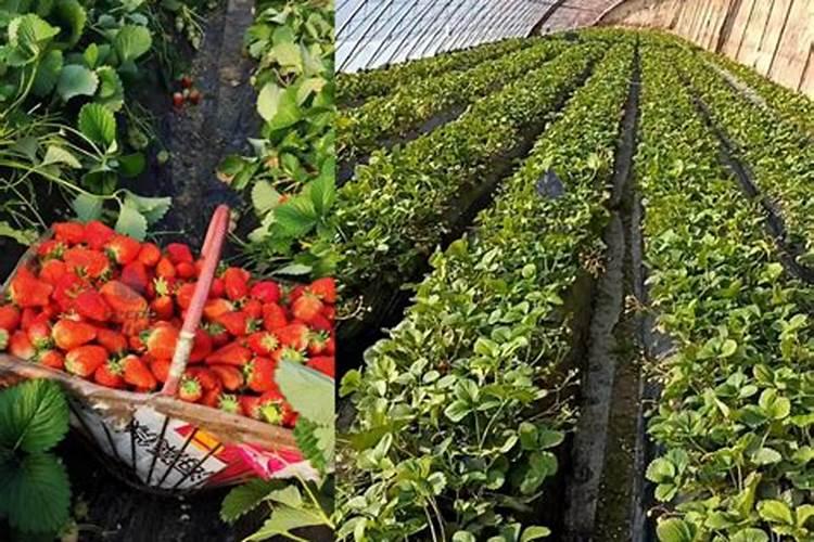草莓结果期用什么冲施肥好？草莓膨大期用什么水溶肥好？