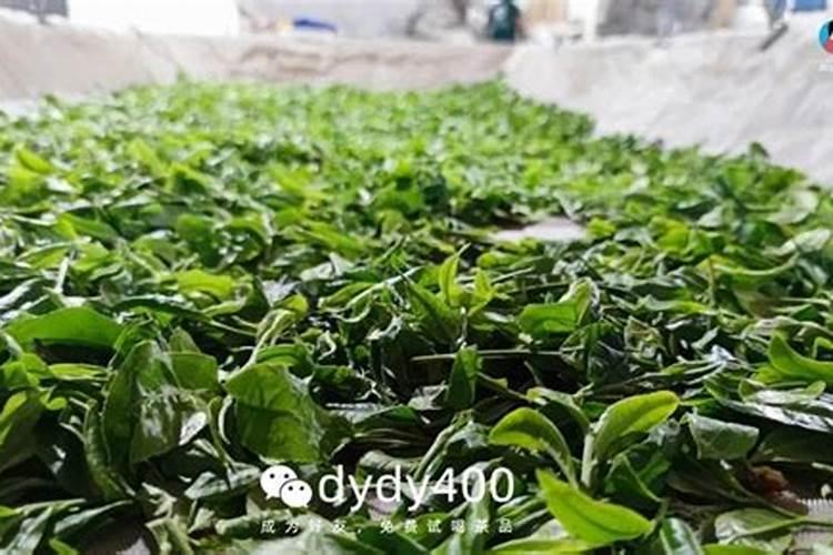 云南普洱茶古树茶与台地茶的区别