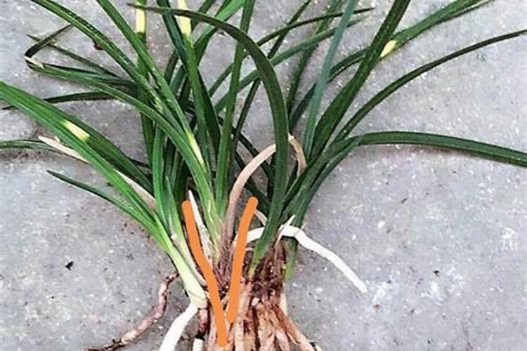 大花蕙兰开花后怎么养