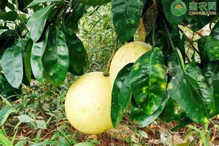 柚子苗种下去多久施肥 柚子苗种后该何时施肥？