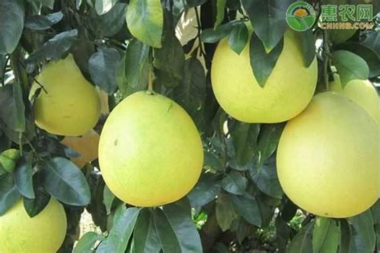 柚子叶面肥施肥方法？柚子保花保果专用叶面肥？