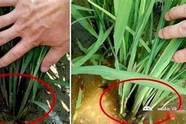 促进水稻分蘖的叶面肥