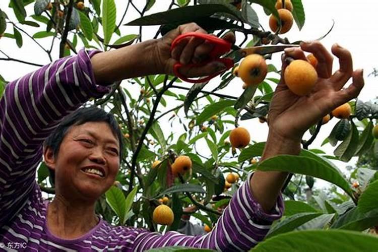 枇杷树开花期施什么肥