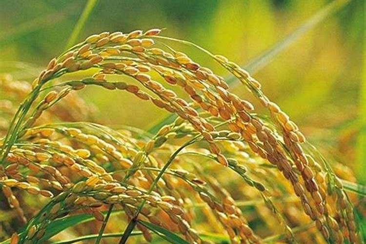 富硒,富硒,究竟什么是富硒米想种植富硒大米就必须使用富硒肥