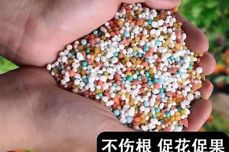 给多肉施肥用什么肥料