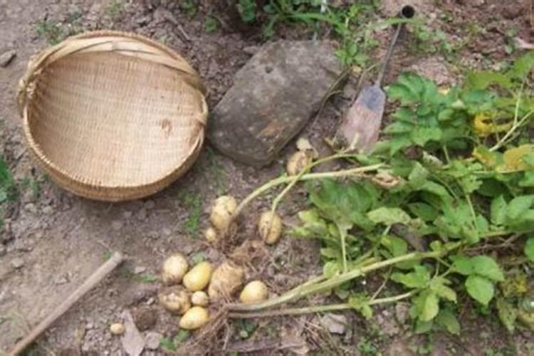 土豆出苗后多久施肥