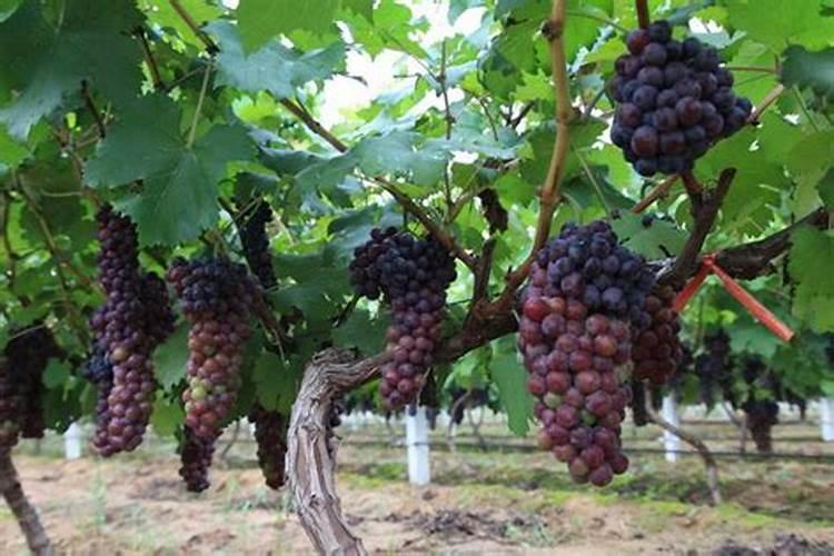 我的巨峰葡萄出现裂口怎么办？