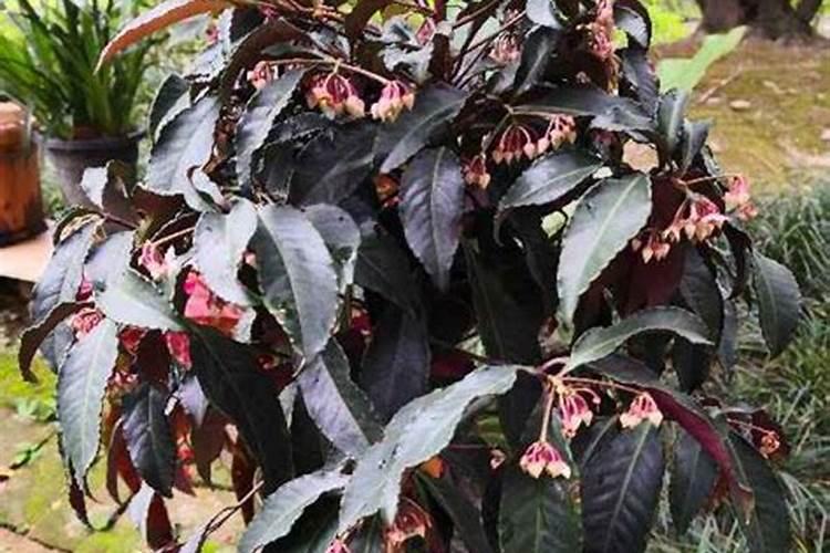 朱砂根施什么肥