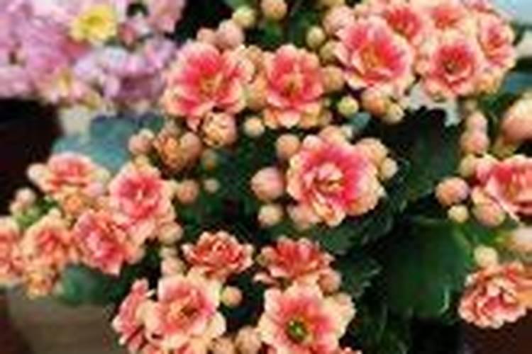 养花花肥用什么肥料好